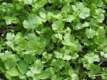 Full frame shot of fresh green plants