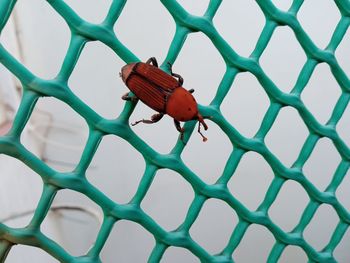 Close-up of insect on metal