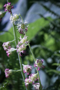 Close-up of purple flowers blooming outdoors
