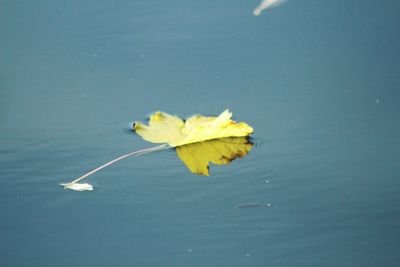 Close-up of water lily in water