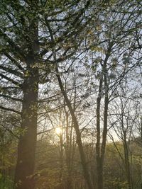 Low angle view of sunlight streaming through trees in forest