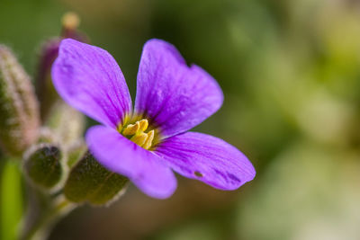 Close-up of purple flower blooming outdoors