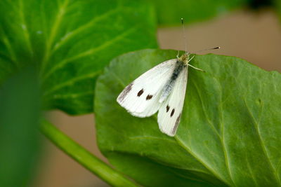 Butterfly kisses