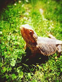 Close-up of a lizard on land