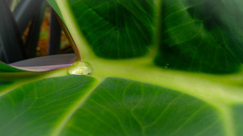 Close-up of dew drops on leaves