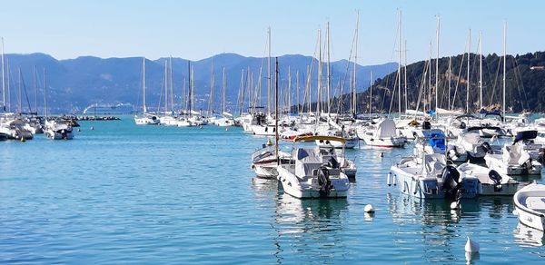 Sailboats moored in harbor