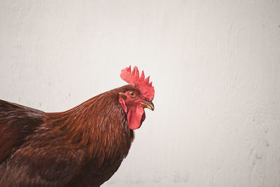 Close-up of rooster against wall