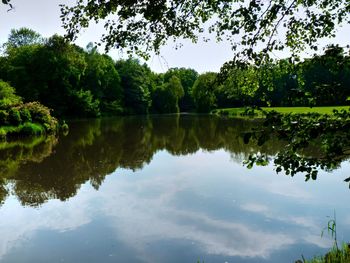 Reflection of trees in calm lake