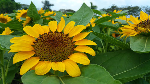 Close-up of yellow flowering plant