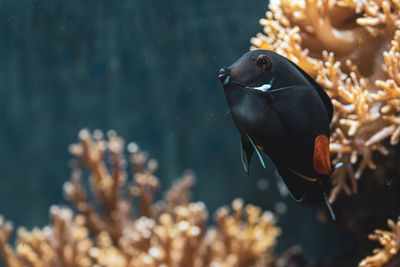 Fish swimming in sea