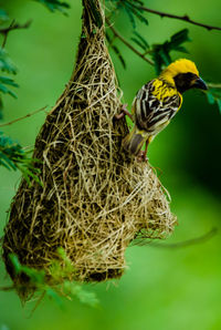 Close-up of bird perching on nest