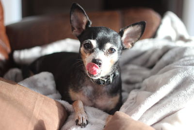 Portrait of dog relaxing on bed at home