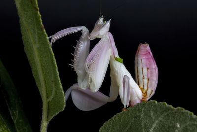 Close-up of purple flowering plant