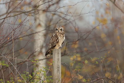 Bird perching on branch