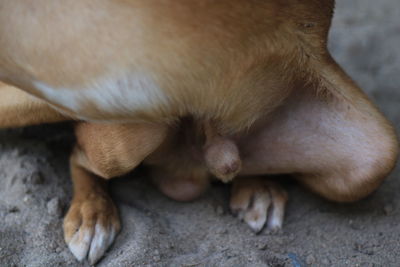 Close-up of dog sleeping