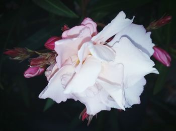 Close-up of white flowers