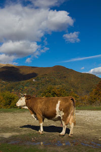 Cows in a field