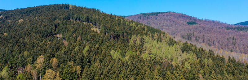 Scenic view of pine trees against sky