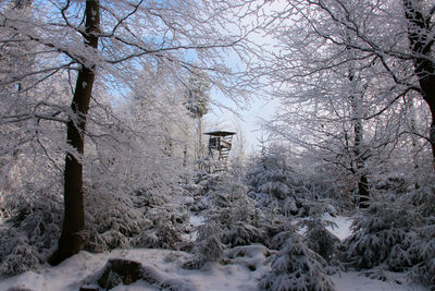 Snow covered trees against sky