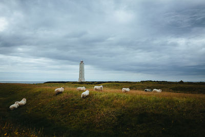 Sheep in a field