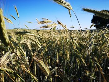 Scenic view of wheat field against sky