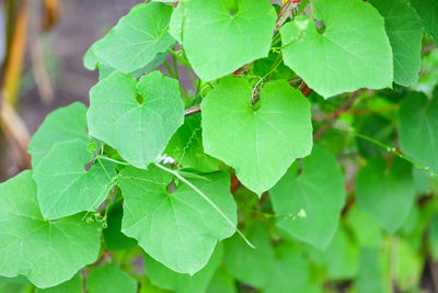 Close-up of green leaves