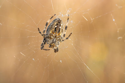 spider web