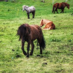 Horses grazing on field