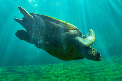 Turtle swimming in sea