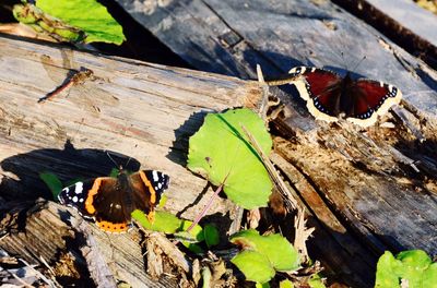 High angle view of insect on log