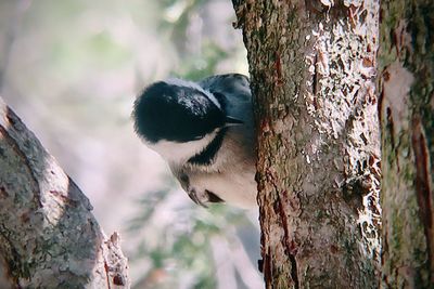 Close-up of bird perching on tree trunk