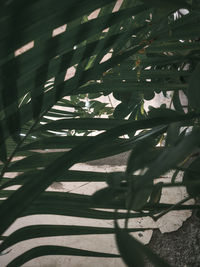 High angle view of leaves on tree