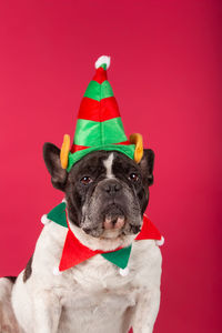 Elf - french bulldog dressed up as a christmas elf on a red background.