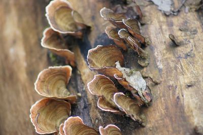 Close-up of mushrooms growing on tree trunk