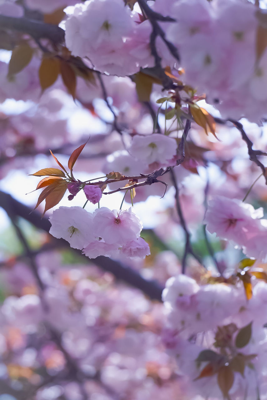 flowering plant, flower, plant, beauty in nature, growth, fragility, freshness, vulnerability, pink color, petal, close-up, tree, blossom, springtime, nature, no people, day, flower head, inflorescence, cherry blossom, cherry tree, outdoors, pollen, spring