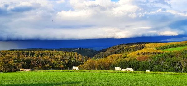 Scenic view of grassy field against sky