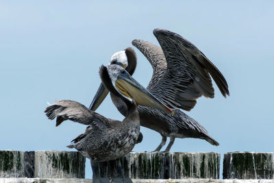 Low angle view of pelican by lake against clear sky