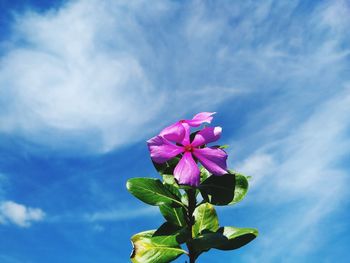 Close-up of pink flowering plant against blue sky