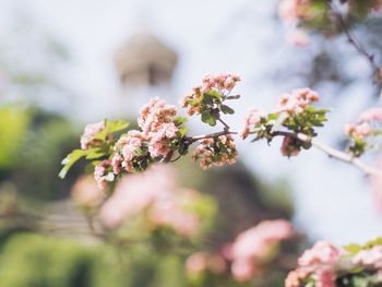 Close-up of pink flowers blooming on tree