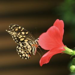 Close-up of butterfly pollinating flower