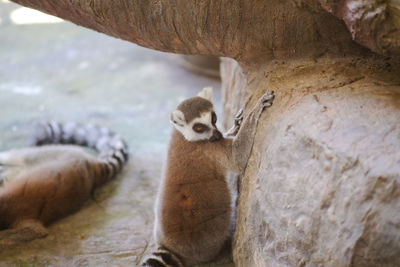 Close-up of monkey