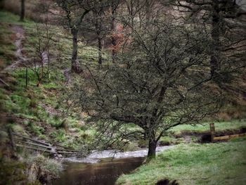 Trees in forest