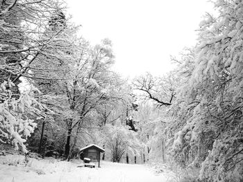 Snow covered landscape