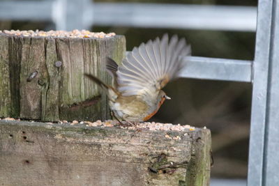 Close-up of birds perching on wooden post