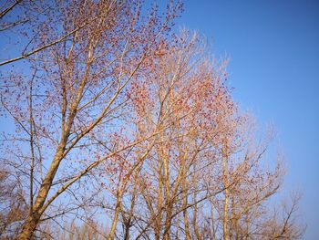 Low angle view of tree against clear blue sky