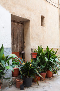 Potted plants against wall of building