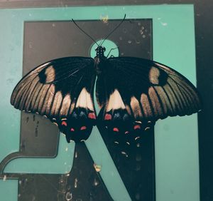 Close-up of butterfly on leaf