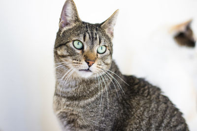 Close-up portrait of a cat looking away