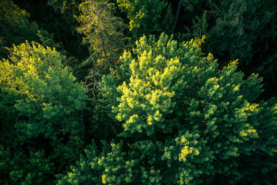 High angle view of yellow flowering trees in forest