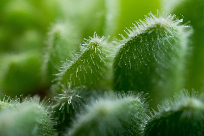 Close-up of dandelion